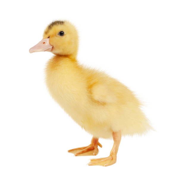 istock One yellow mulard duck on a white background. 1464146647
