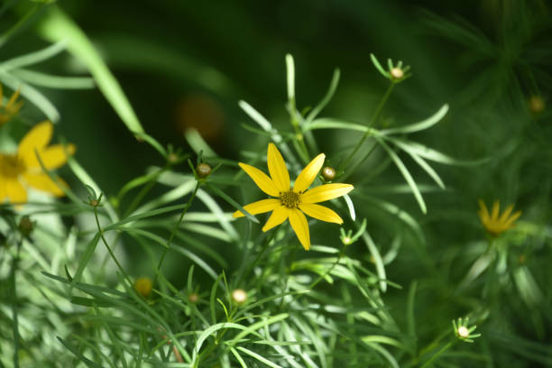 Budding and Flowering Yellow Coreopsis Flower Blooming stock photo