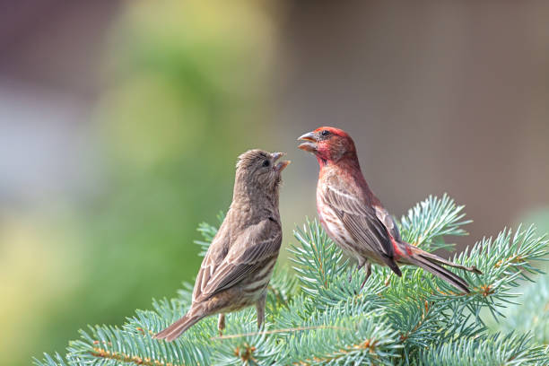 Free Stock Photo of Two House finch birds | Download Free Images and ...