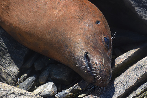 Looking into the face of a deceased seal resting on large rocks.