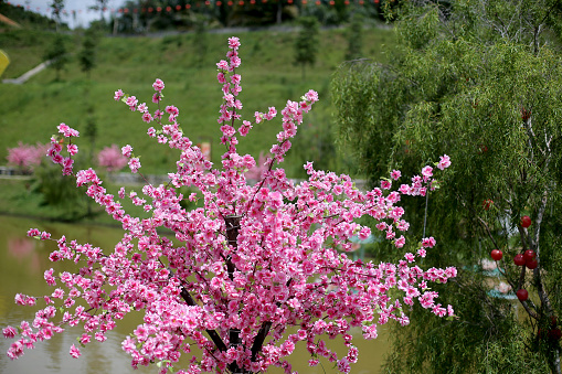 Decorative pink cherry blossom