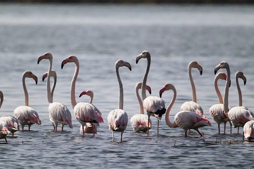 Photo of flamingos in the Sado River in the Setúbal District in the South of Portugal.
