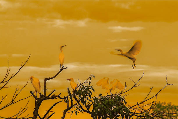 Herons in the tree in a sunset