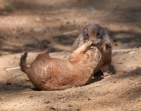 Cute prairie dogs playing on the sand