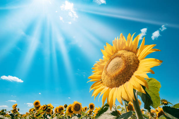 아름다운 해바라기 밭의 풍경 잘라 카운티, 헝가리 - sunflower 뉴스 사진 이미지