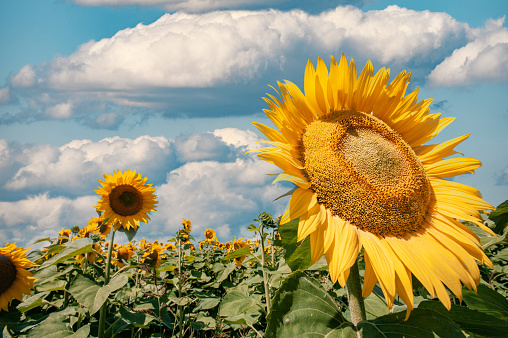 Landscape of a beautiful sunflower field Zala county, Hungary
