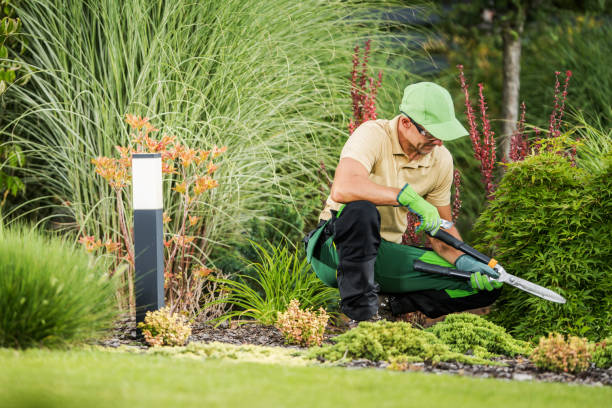 istock Professional Gardener Inside a Beautiful Mature Garden 1464152654