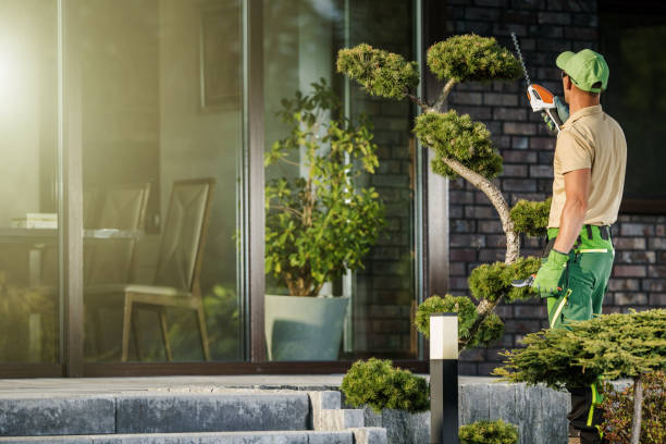 Professional Garden Worker Trimming and Shaping Decorative Tree