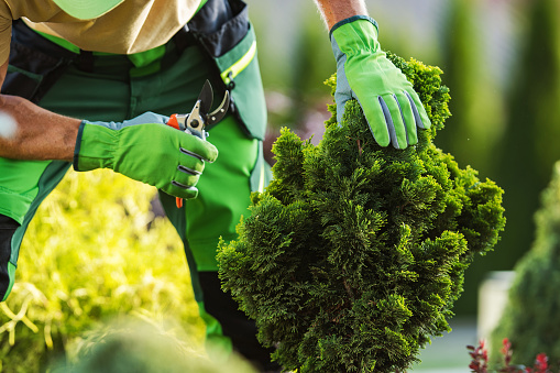 Professional Garden Worker Trimming Unhealthy Plant Branches Using  Pruning Shears. Gardening Works.