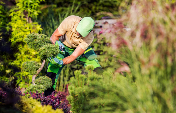 istock Spring Time Backyard Garden Maintenance Performed by Gardener 1464153287