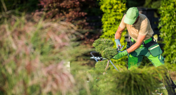 istock Garden Worker Using Pruning Shear to Cut Unhealthy Plant Branches 1464153307