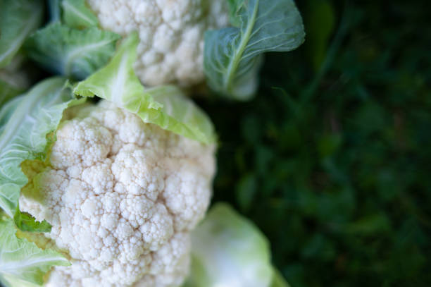 Cauliflower on a natural green background, top view, space for text