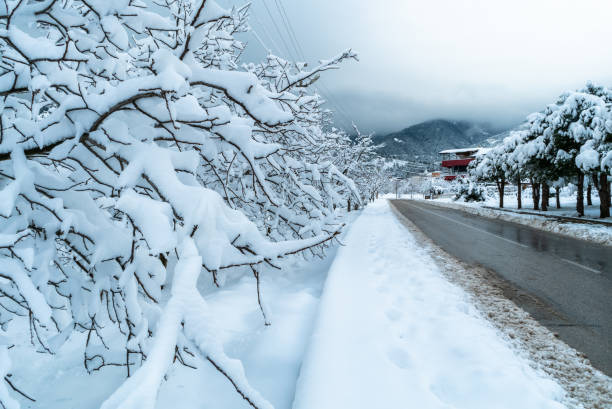 istock Tree road Snow winter white background blizzard frost. 1464158628