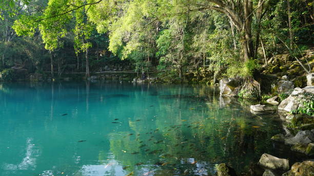 istock beautiful blue water lake filled with fish 1464159818