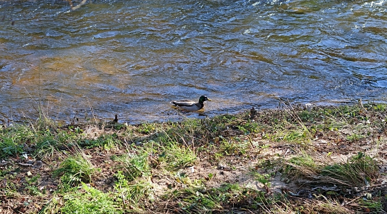 A male duck on the bank of a river