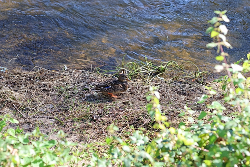 A female duck on the bank of a river