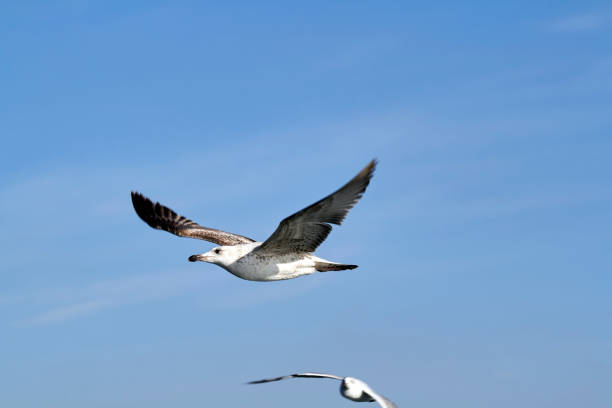 istock Seagulls from sky of İstanbul 1464163348