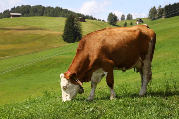 istock Cows of Val Gardena - Dolomites 1464165416