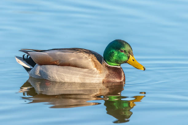 istock mallard duck swimming on the surface of a pond 1464166010