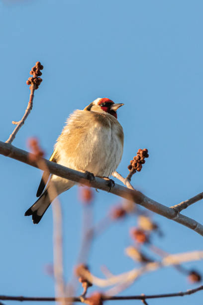 istock European Goldfinch perched on a tree branch 1464166046