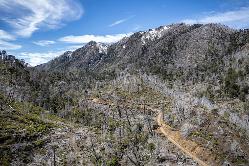 Aerial view of burnt forests after forest fires at China Muerta national reserve in La Araucania region, southern Chile