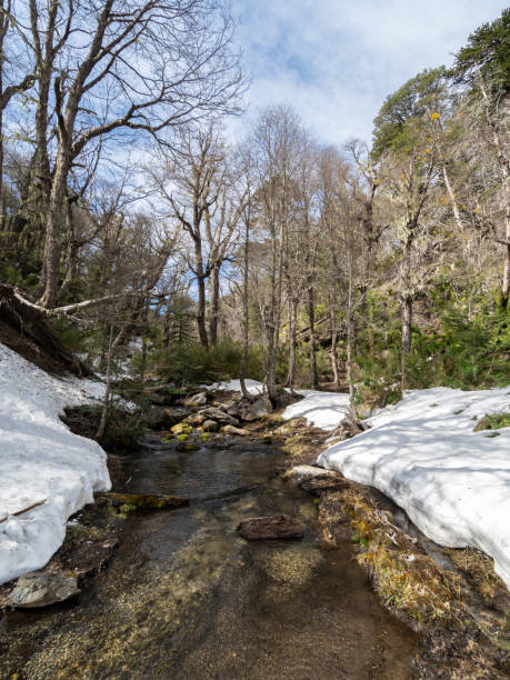 istock Snowy river crossing forests in southern Chile 1464168189