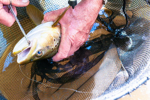 A man using specialist pliers to carefully remove the fishing fly from the mouth of a brown trout, before returning the trout to the river.