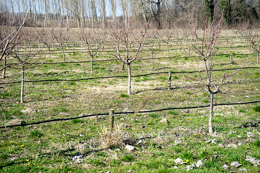 orchard, irrigation pipe, drip