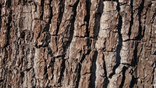 Zoom into bark texture.