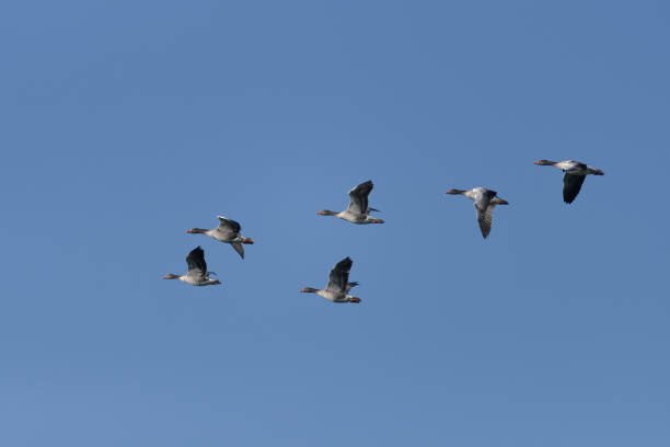 A flock of gray geese in the blue sky. Gorgeous skies over the Netherlands. A flock of gray geese in the blue sky. greylag goose stock pictures, royalty-free photos & images
