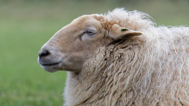 istock Sheep Romney Marsh close-up on pasture. 1464178787
