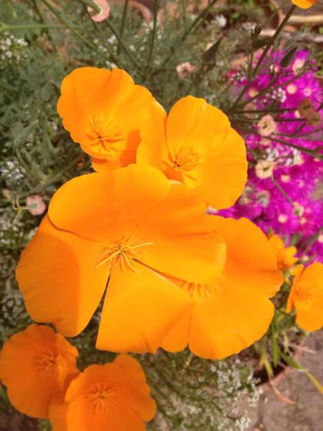 istock California poppy 1464181906