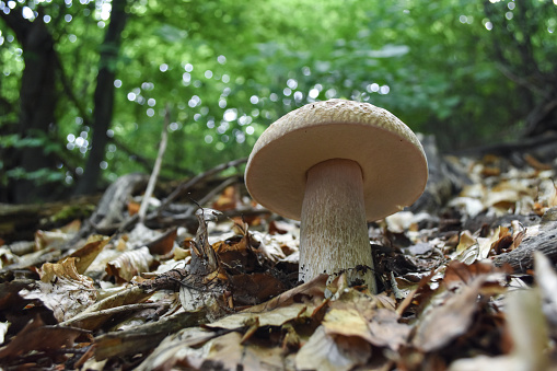 Edible mushroom boletus edulis known as penny bun in forest with blurred background