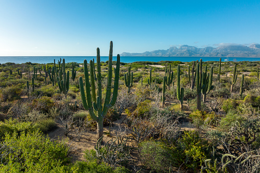 Beautiful scenery with local cactus overlooking the blue ocean. Beauty of isolate destinations out in nature. Baja California Mexico travel. Empty island sailing getaway.