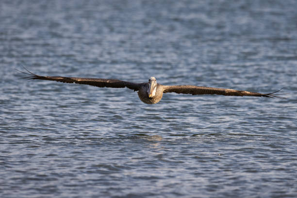 istock Pelicans hunting for fish. Full wingspan. 1464185725