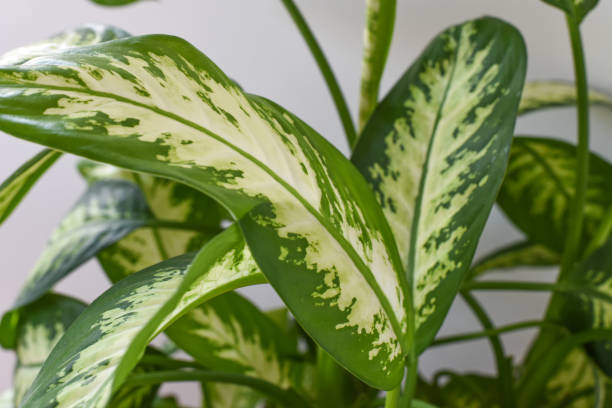 istock Dumb Cane Plant Leaves 1464185805