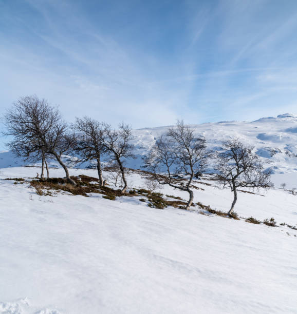 haukelifjell is a mountain area and a mountain pass in south norway., scandinavia - telemark skiing fotos imagens e fotografias de stock