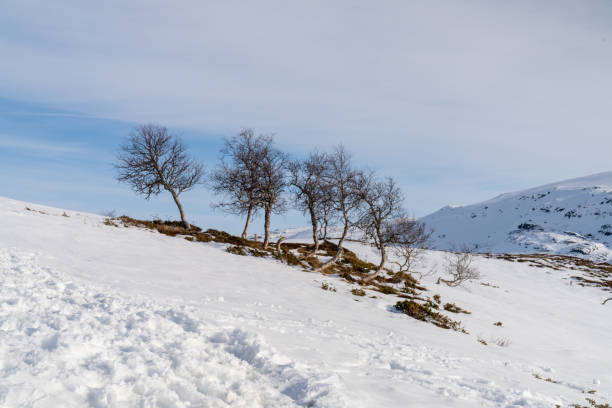 haukelifjell to obszar górski i przełęcz górska w południowej norwegii., skandynawia - telemark skiing zdjęcia i obrazy z banku zdjęć