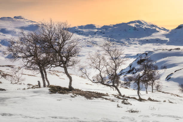 ハウケリフィエルは、スカンジナビアの南ノルウェーにある山岳地帯と峠です。 - telemark skiing ストックフォトと画像