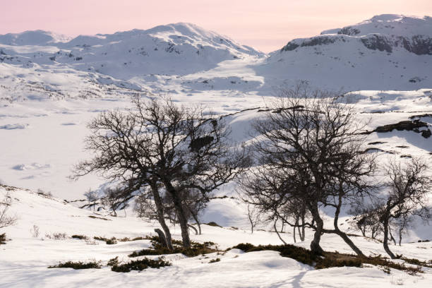 haukelifjell is a mountain area and a mountain pass in south norway., scandinavia - telemark skiing imagens e fotografias de stock