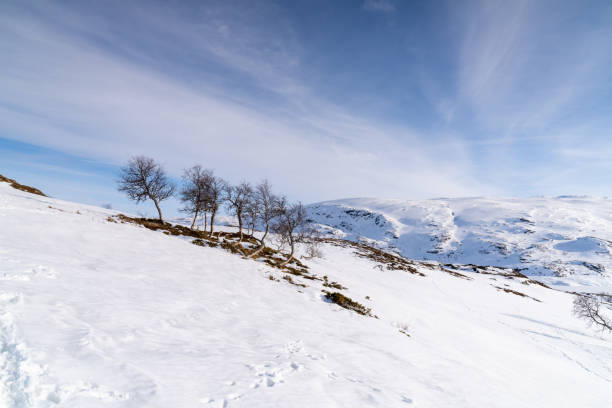 haukelifjell is a mountain area and a mountain pass in south norway., scandinavia - telemark skiing fotos imagens e fotografias de stock