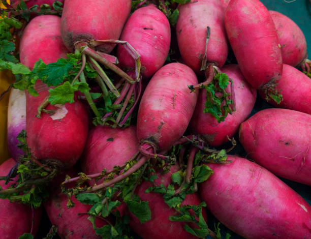 Pink Radish Watermelon radishes are an heirloom variety of the daikon radish and are notable for their pale skin and vibrant pink interior, which closely resembles watermelon. stock photo