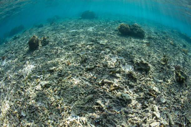 istock Dead Coral Reef in Indonesia 1464187644