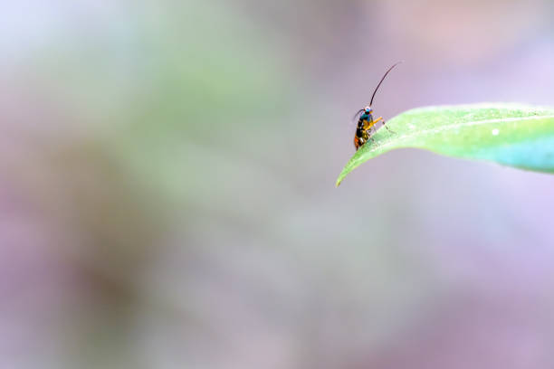tourist attractions in primeval forest Hup Pa Tat in Thailand\nPhotos By Camera Fujifilm XH1 Lens Fujinon XF 80mm F2.8 Macro