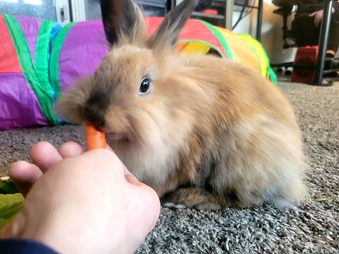 Red loves her Carrots from the hand