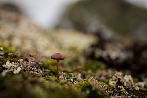 Small mushroom on the moss.