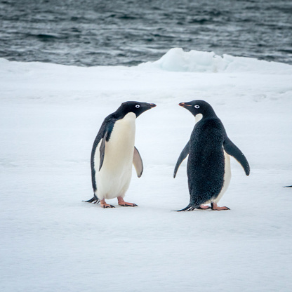 a group of penguins on a mission in antarctica