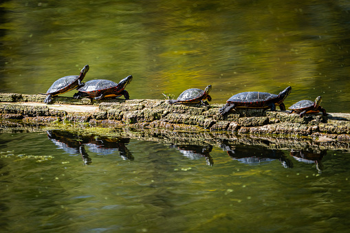 Painted turtles sunbathing on a floating log in a marsh.