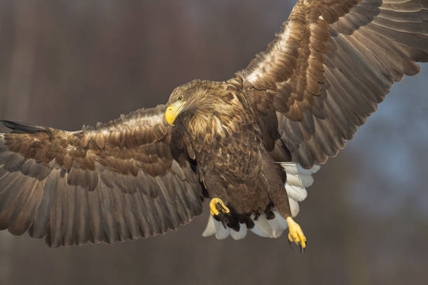 istock Majestic predator White-tailed eagle, Haliaeetus albicilla in Poland wild nature 1464198507