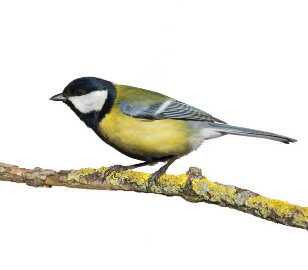 istock Colorful great tit Parus major perched on a tree , bird isolated on white background 1464198577